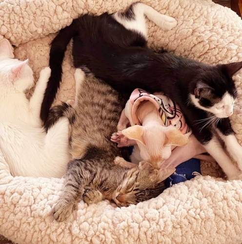 Анастасия из Латвии дарит новую жизнь брошенным кошкам в своем котокафе