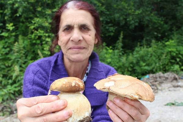 Лесные грибы – источник дохода в болгарских селах и дорогой деликатес для Западной Европы