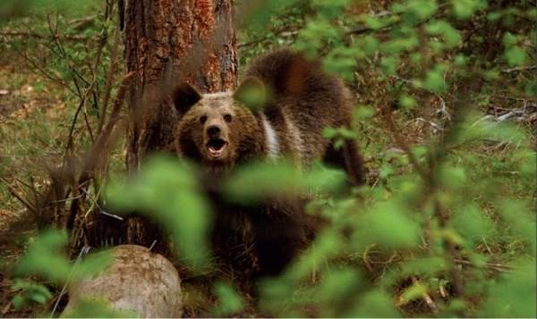 Бурых медведей в Болгарии стало больше