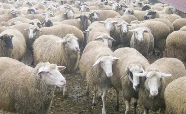 Охотничье хозяйство в Родопах заработает как ферма для производства овечьего молока и шерсти