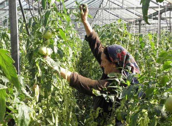 Болгарские тепличные хозяйства просят срочной помощи у государства