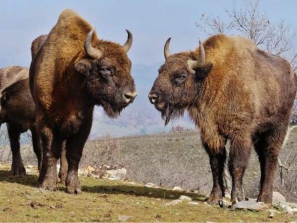 Rewilding или как восстанавливается дикий мир Восточных Родоп