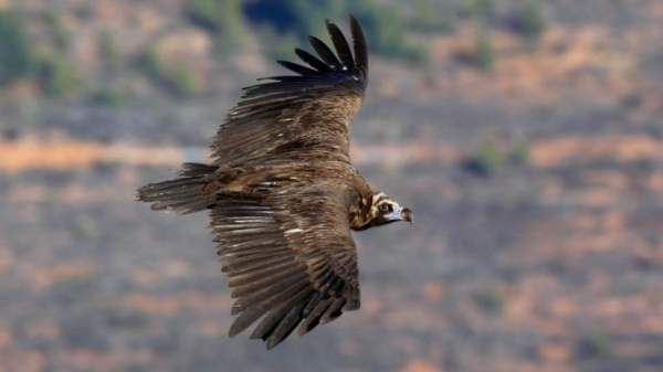 Rewilding или как восстанавливается дикий мир Восточных Родоп