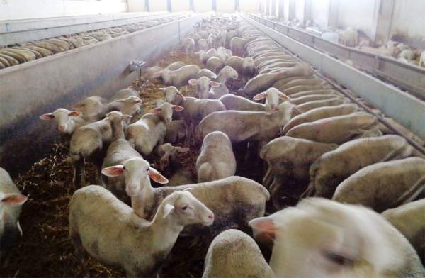 Овцеводство в Болгарии глазами зооинженера Севдалина Севова
