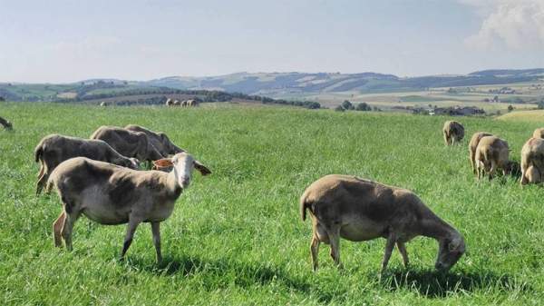 Овцеводство в Болгарии глазами зооинженера Севдалина Севова