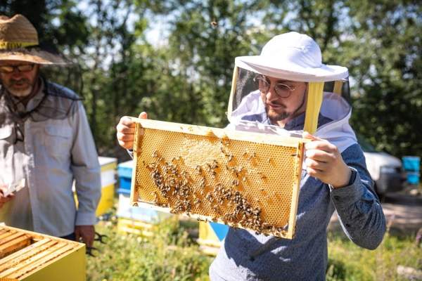 Пчеловодческий университет будет обучать любителей природы основам ремесла пчеловода