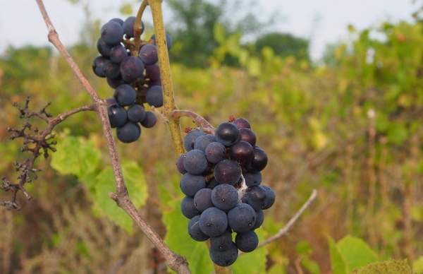Вырастить виноградник, приготовить вино… традиция жива во многих районах Болгарии