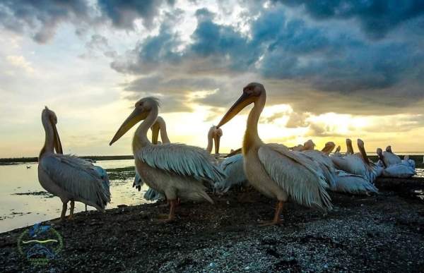 Болгарское общество защиты птиц начинает кампанию в поддержку «Тузловских лиманов» в Украине