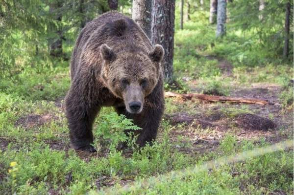 Фотоохота на медведей в Родопах или как повысить уровень адреналина