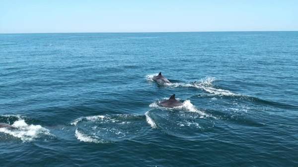 Дельфины – беженцы в Черном море