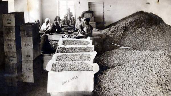 Производство орехового масла – позабытое ремесло возвращается в Долину роз