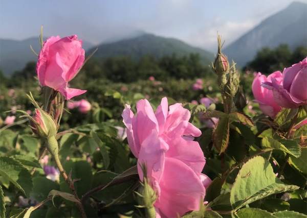 Болгарское розовое масло – высокие цены на мировом рынке, но недостаточная оплата тяжелого труда садоводов