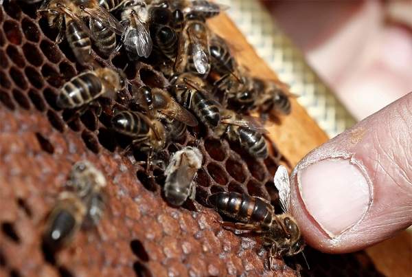 Пчеловодство – бесценный фактор для здоровья, но не сектор с приоритетом для государства