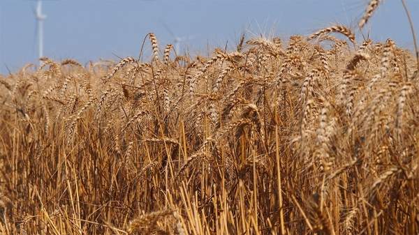 Импорт зерна из Украины вызывает тревогу у болгарских фермеров