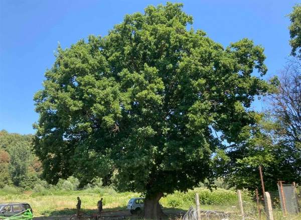 Пять вековых деревьев в парке "Странджа" получат статус охраняемых