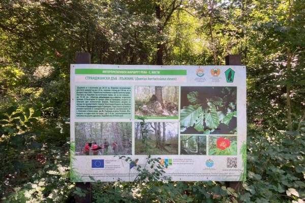 Пять вековых деревьев в парке "Странджа" получат статус охраняемых