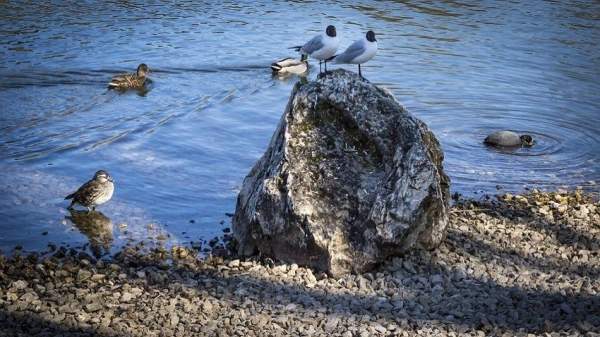 Обмеление Дуная – угроза для его экосистем