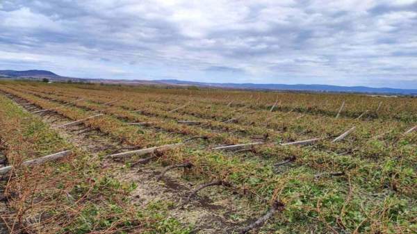 Почему болгарские сельхозпроизводители не застраховывают свою продукцию