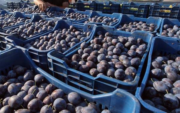 Богатый урожай сливы и груш в Юго-Западной Болгарии, но налицо проблемы с реализацией продукции на рынке