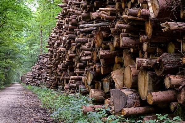 Треть добычи древесины в Болгарии является незаконной