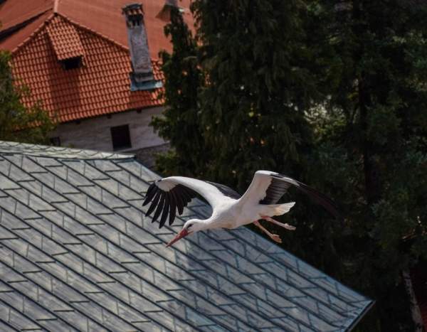 Аисты вновь вернулись в гнездо на крыше колокольни храма в Банско