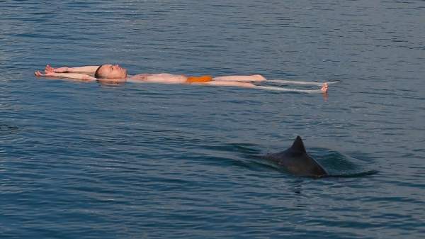 Начинается наблюдение за дельфинами в Черном море