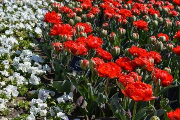 Ботанический сад в Балчике встречает посетителей Парадом тюльпанов