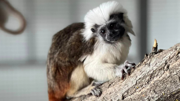 Новые экзотические обезьянки поселились в зоопарке Бургаса