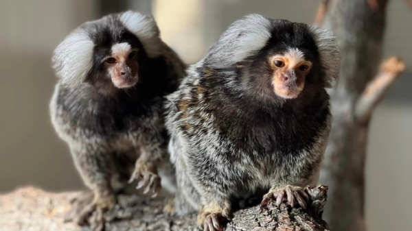 Новые экзотические обезьянки поселились в зоопарке Бургаса