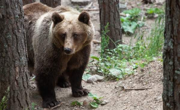 7 из 17 медведей в Белице впали в спячку
