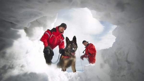 В Банско проводится Международный курс подготовки собак-спасателей
