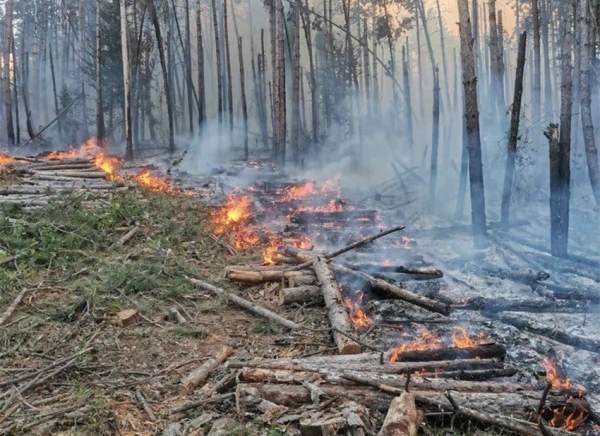 Козы в помощь лесу – инновация в предотвращении лесных пожаров