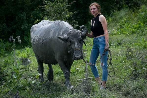 Цвети и ее "счастливые" буйволы породы болгарская мурра