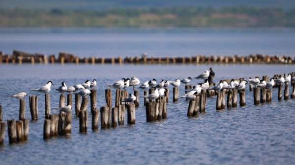 В преддверии Всемирного дня водно-болотных угодий Поморийское озеро примет посетителей бесплатно