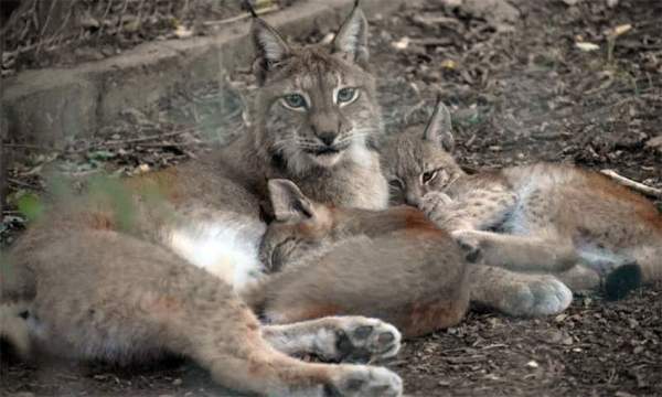 Международный день защиты детей в Софийском зоопарке