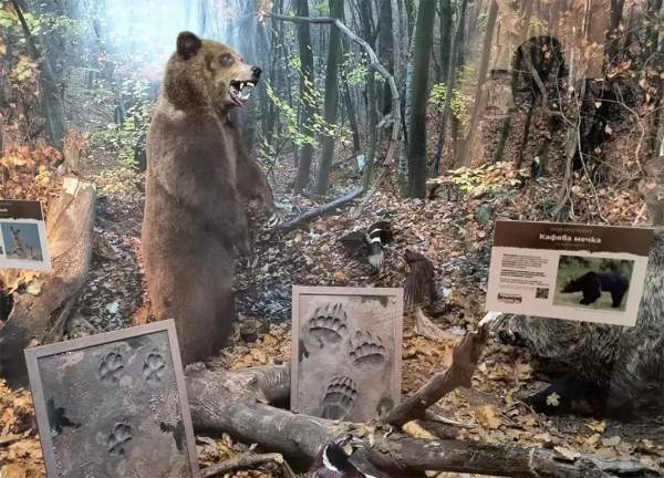 В Варне открыта выставка, посвященная исчезающим животным Болгарии