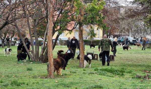 В селе Триград проходит Национальный фестиваль каракачанских собак