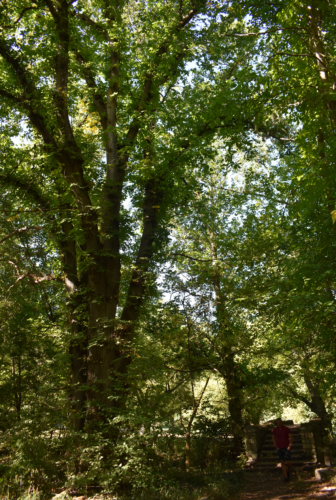 Два 200-летних дерева объявлены охраняемыми