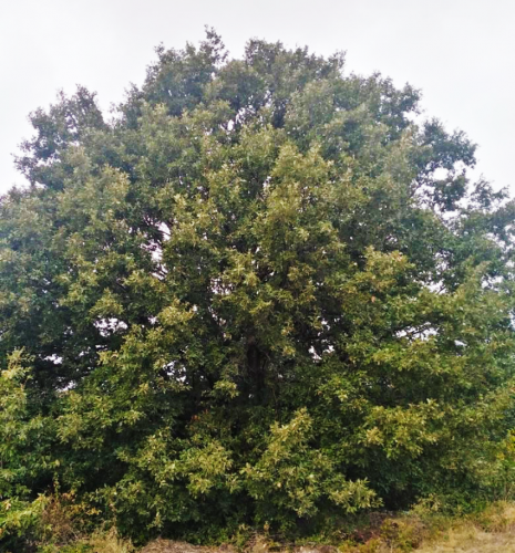 Два 200-летних дерева объявлены охраняемыми