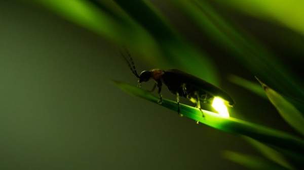 "Под светом светлячков" - выставка о самосожжениях в Болгарии в 2013 году