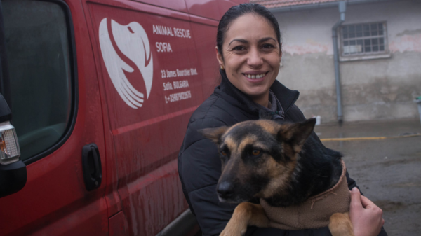 Очередной случай жестокого обращения с животными мобилизовал гражданскую энергию