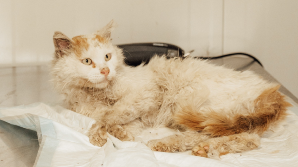 Очередной случай жестокого обращения с животными мобилизовал гражданскую энергию