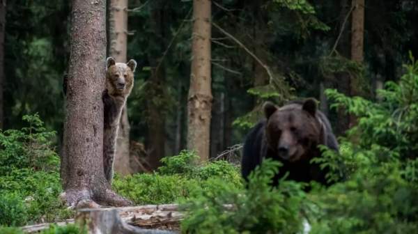 Внимание, медведь! Инцидент в Карлово возобновил дискуссию о сосуществовании с хищником
