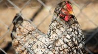 Птичьим гриппом поражены 40% кур-несушек