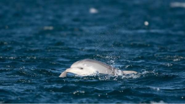 Начинается наблюдение за дельфинами в Черном море