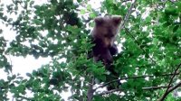 Трое медвежат были спасены в Родопах
