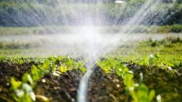 Государство будет дотировать 80% затрат на воду для полива