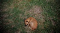 Продолжаются нарушения в столичном приюте для бездомных собак “Экоравновесие”
