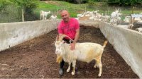 Быть фермером вопреки – как Димитр из с. Турия сохраняет стадо коз вопреки бюрократии