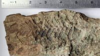 Болгарские ученые на Антарктиде обнаружили останки растений возрастом 86 млн лет